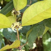 Chionanthus albidiflorus Thwaites